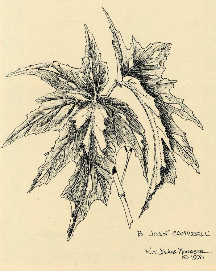 B. ‘Joan Campbell’